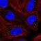Midkine antibody, NBP2-55458, Novus Biologicals, Immunocytochemistry image 