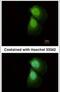 Protein arginine N-methyltransferase 5 antibody, PA5-30576, Invitrogen Antibodies, Immunofluorescence image 