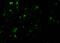 Interleukin 27 Receptor Subunit Alpha antibody, 2483, ProSci Inc, Immunofluorescence image 