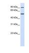 WD Repeat Domain 34 antibody, NBP1-55268, Novus Biologicals, Western Blot image 