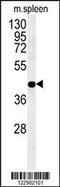 Phosphogluconate Dehydrogenase antibody, 61-935, ProSci, Western Blot image 