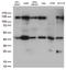 Programmed Cell Death 2 Like antibody, LS-C796359, Lifespan Biosciences, Western Blot image 