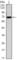 Cell Division Cycle 27 antibody, abx011892, Abbexa, Western Blot image 