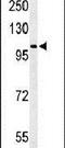 Oxidation Resistance 1 antibody, PA5-26599, Invitrogen Antibodies, Western Blot image 