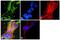 Tubulin Alpha 4a antibody, PA5-29546, Invitrogen Antibodies, Immunofluorescence image 