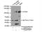 NLR Family Pyrin Domain Containing 2 antibody, 15182-1-AP, Proteintech Group, Immunoprecipitation image 
