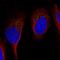 Growth Differentiation Factor 11 antibody, HPA060985, Atlas Antibodies, Immunofluorescence image 
