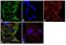 IQ Motif Containing GTPase Activating Protein 1 antibody, 33-8900, Invitrogen Antibodies, Immunofluorescence image 