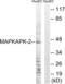 MAPK Activated Protein Kinase 2 antibody, LS-C117755, Lifespan Biosciences, Western Blot image 