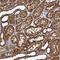 NLR Family Pyrin Domain Containing 10 antibody, NBP1-85556, Novus Biologicals, Immunohistochemistry paraffin image 
