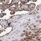 Zinc Finger Protein 655 antibody, NBP1-80625, Novus Biologicals, Immunohistochemistry frozen image 