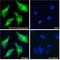 Thrombospondin 1 antibody, NBP2-42522, Novus Biologicals, Immunocytochemistry image 