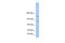 Bromodomain And PHD Finger Containing 3 antibody, 26-552, ProSci, Western Blot image 