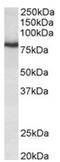 Potassium Voltage-Gated Channel Subfamily C Member 3 antibody, AP31782PU-N, Origene, Western Blot image 