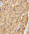 Fatty Acid Binding Protein 3 antibody, A01734-2, Boster Biological Technology, Immunohistochemistry paraffin image 