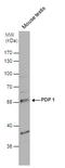 Pyruvate Dehyrogenase Phosphatase Catalytic Subunit 1 antibody, PA5-78679, Invitrogen Antibodies, Western Blot image 