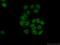 Ubiquitin Specific Peptidase 3 antibody, 12490-1-AP, Proteintech Group, Immunofluorescence image 