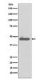 Caspase 5 antibody, M05259, Boster Biological Technology, Western Blot image 