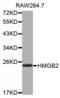 High Mobility Group Box 2 antibody, abx002164, Abbexa, Western Blot image 
