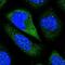 Contactin-5 antibody, PA5-58814, Invitrogen Antibodies, Immunofluorescence image 