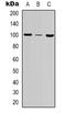 MutS Homolog 2 antibody, LS-C368893, Lifespan Biosciences, Western Blot image 