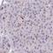 Kelch Like Family Member 33 antibody, HPA056560, Atlas Antibodies, Immunohistochemistry frozen image 