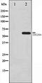 Cell Division Cycle 25A antibody, orb106410, Biorbyt, Western Blot image 