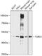 Tubulin Gamma 1 antibody, 15-599, ProSci, Western Blot image 