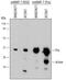 Matrix Metallopeptidase 7 antibody, MAB29671, R&D Systems, Western Blot image 