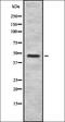 Histamine Receptor H2 antibody, orb337181, Biorbyt, Western Blot image 