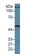 Phospholipase A1 Member A antibody, LS-C372667, Lifespan Biosciences, Western Blot image 