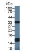 Ubiquinol-Cytochrome C Reductase Binding Protein antibody, LS-C374577, Lifespan Biosciences, Western Blot image 