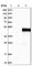 Alpha-1-Microglobulin/Bikunin Precursor antibody, HPA001497, Atlas Antibodies, Western Blot image 