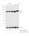Solute Carrier Family 3 Member 2 antibody, PA5-23661, Invitrogen Antibodies, Western Blot image 