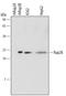 RAP2B, Member Of RAS Oncogene Family antibody, MAB5710, R&D Systems, Western Blot image 