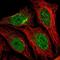 Syntaxin 12 antibody, NBP2-58568, Novus Biologicals, Immunofluorescence image 