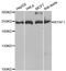 B-TFIID TATA-Box Binding Protein Associated Factor 1 antibody, TA332930, Origene, Western Blot image 