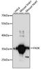 Fructosamine 3 Kinase antibody, LS-C748760, Lifespan Biosciences, Western Blot image 