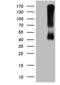 Alcohol Dehydrogenase 5 (Class III), Chi Polypeptide antibody, NBP2-46495, Novus Biologicals, Western Blot image 