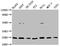 Glial Cell Derived Neurotrophic Factor antibody, CSB-RA009356A0HU, Cusabio, Western Blot image 
