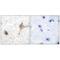 Gamma-Aminobutyric Acid Type B Receptor Subunit 1 antibody, MBS9414302, MyBioSource, Immunohistochemistry frozen image 