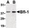 BCL2 Related Protein A1 antibody, LS-B1336, Lifespan Biosciences, Western Blot image 