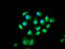 MOB Kinase Activator 1B antibody, LS-C371581, Lifespan Biosciences, Immunofluorescence image 