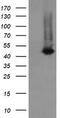 Ciliogenesis Associated TTC17 Interacting Protein antibody, TA505505, Origene, Western Blot image 