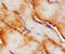 NEDD8 Ubiquitin Like Modifier antibody, AF4936, R&D Systems, Immunohistochemistry frozen image 