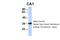 Carbonic Anhydrase 1 antibody, 27-165, ProSci, Western Blot image 