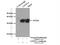 Leucine Zipper Transcription Factor Like 1 antibody, 17073-1-AP, Proteintech Group, Immunoprecipitation image 