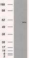 Cytochrome P450 Family 2 Subfamily E Member 1 antibody, LS-C114814, Lifespan Biosciences, Western Blot image 