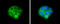 Aldehyde Dehydrogenase 1 Family Member A3 antibody, GTX633822, GeneTex, Immunocytochemistry image 