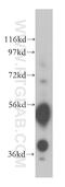 Nuclear Receptor Subfamily 1 Group H Member 2 antibody, 14278-1-AP, Proteintech Group, Western Blot image 